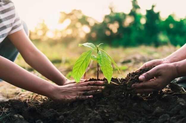 treedom progetto